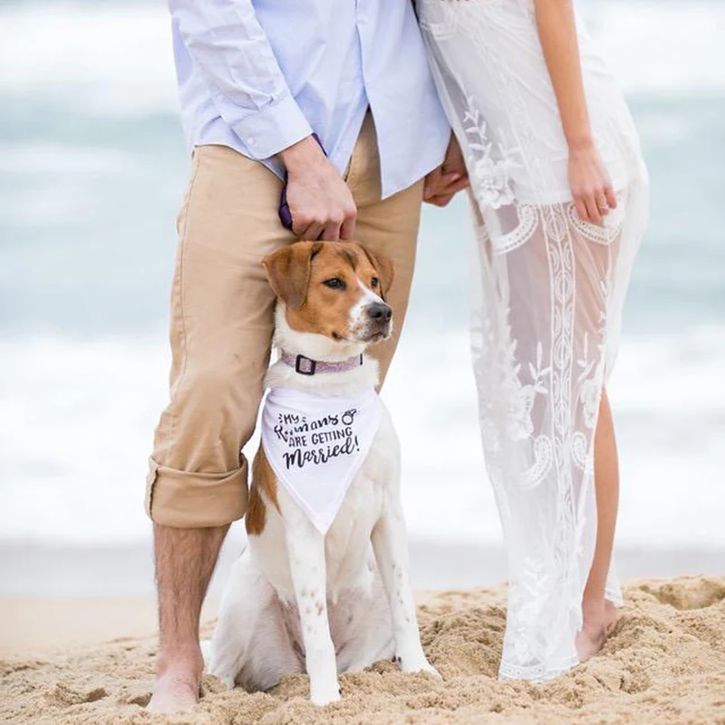 Mein Menschen sind Immer Verhe – Dog Bandana Scarf Bewertung und Preis