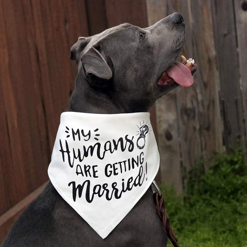 Mein Menschen sind Immer Verhe – Dog Bandana Scarf Bewertung und Preis