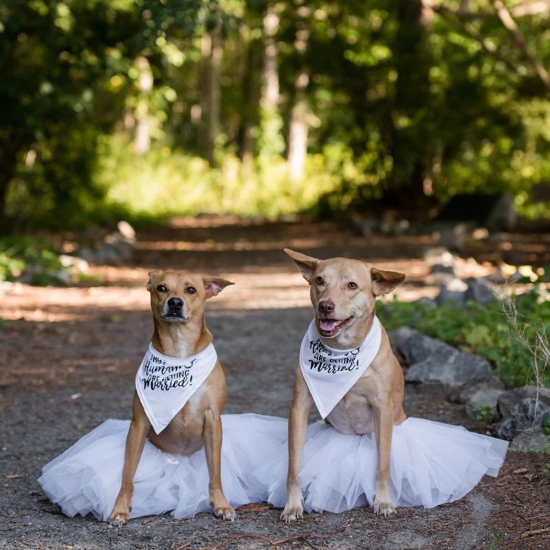 Mein Menschen sind Immer Verhe – Dog Bandana Scarf Bewertung und Preis